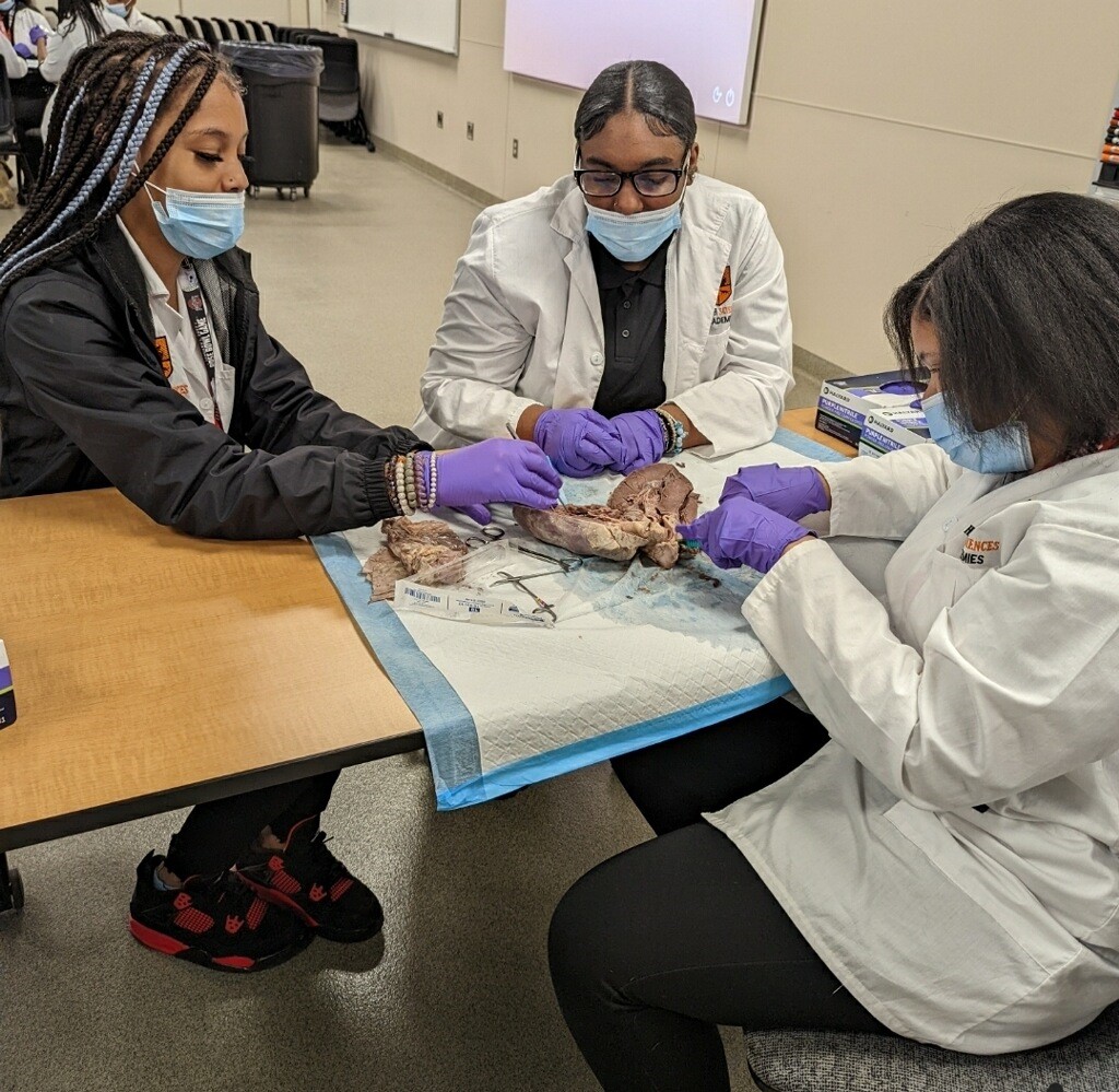 group of three students dissecting a cow's heart